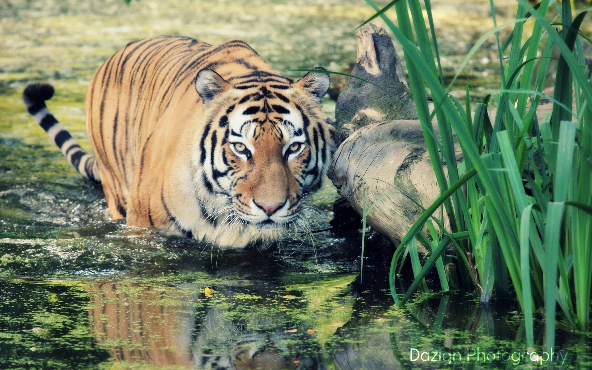 tiere tierwelt tier säugetier natur wild tiger katze dschungel safari groß zoo gras gefahr raubtier jäger