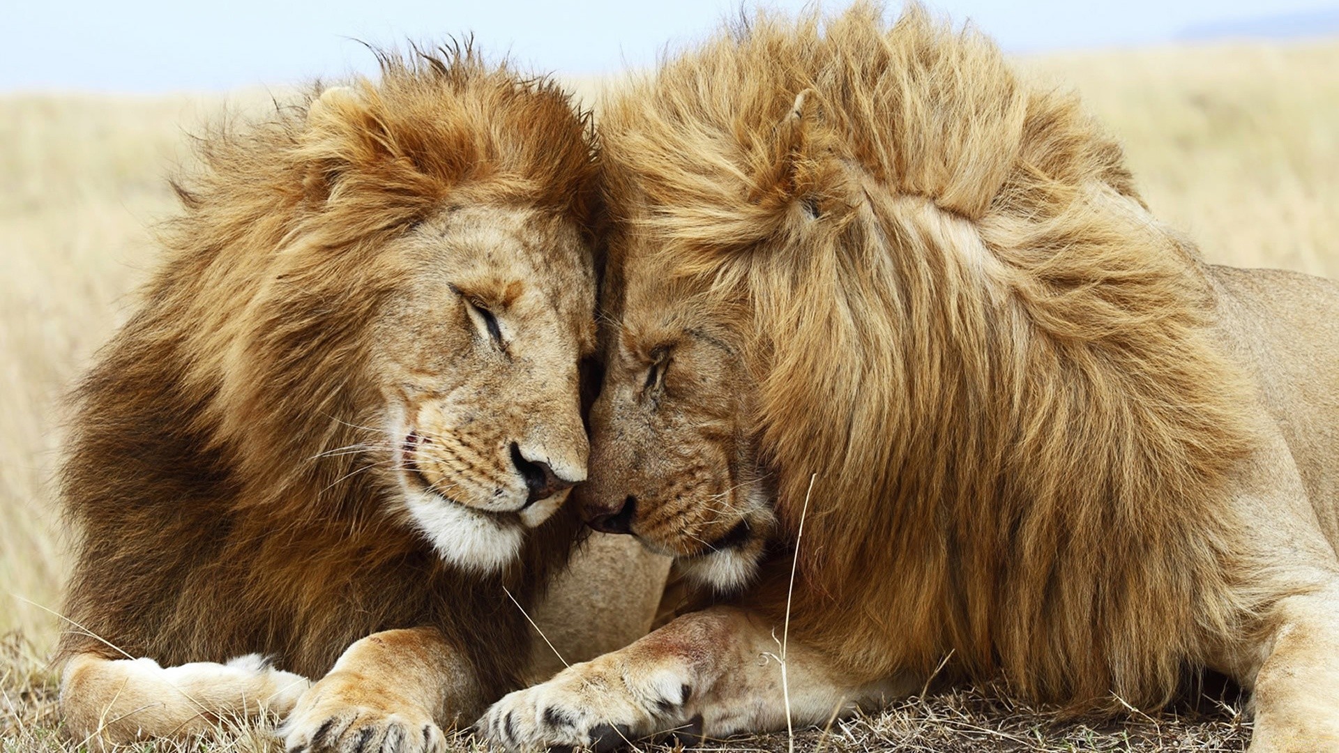 animals mammal cat fur animal wildlife lion portrait wild nature big predator carnivore zoo mane safari hair