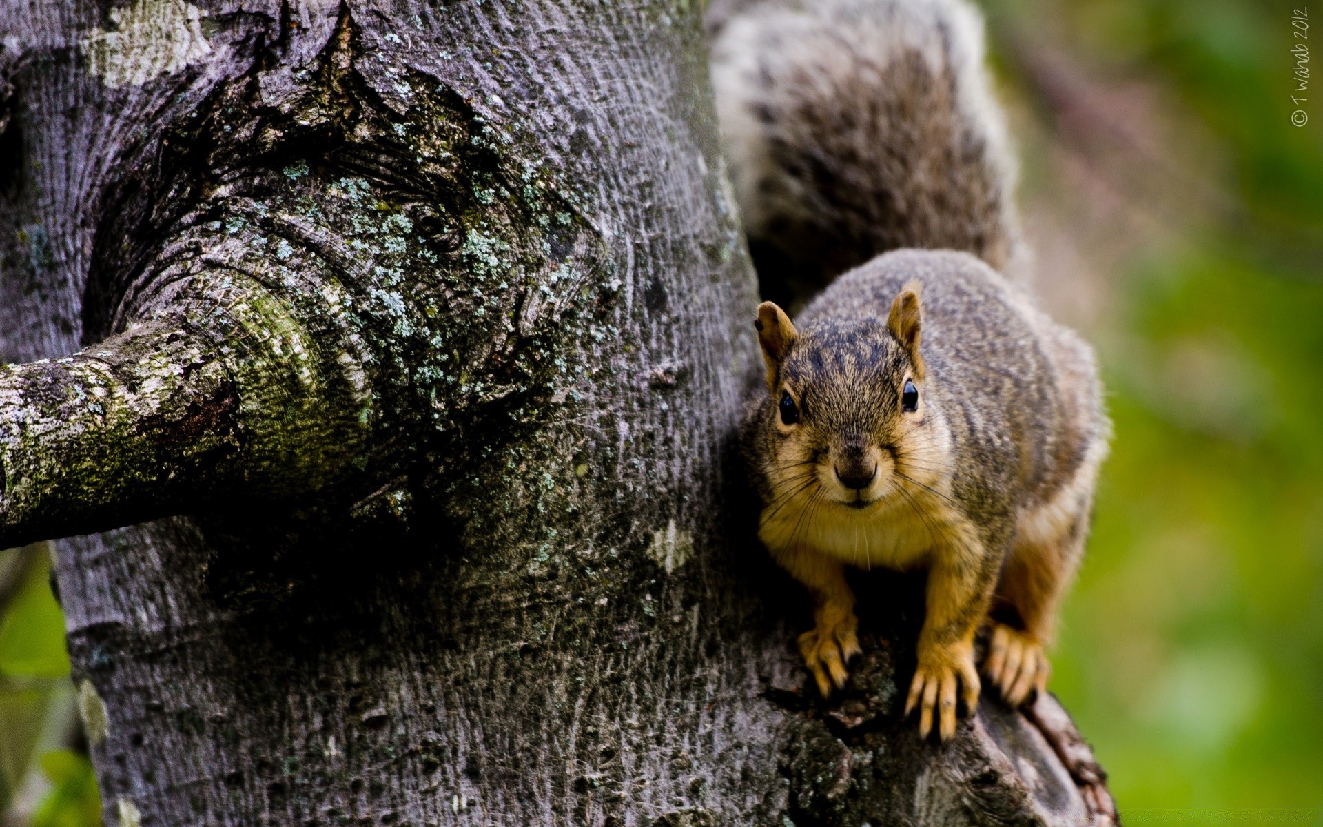 animais árvore esquilo madeira natureza vida selvagem mamífero roedor ao ar livre selvagem fofa animal parque pele cauda curioso