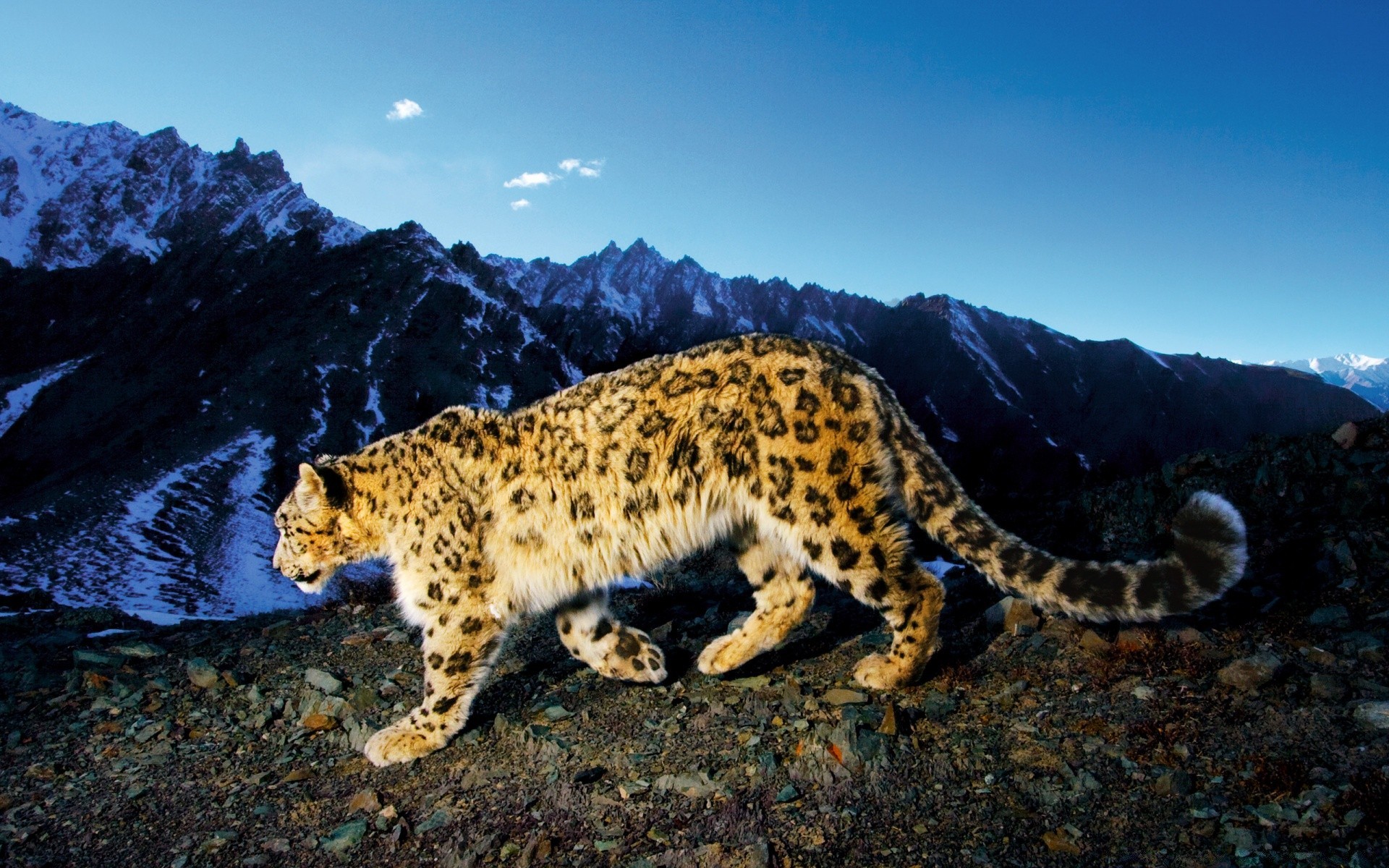 animales vida silvestre naturaleza al aire libre mamífero viajes gato luz del día animal