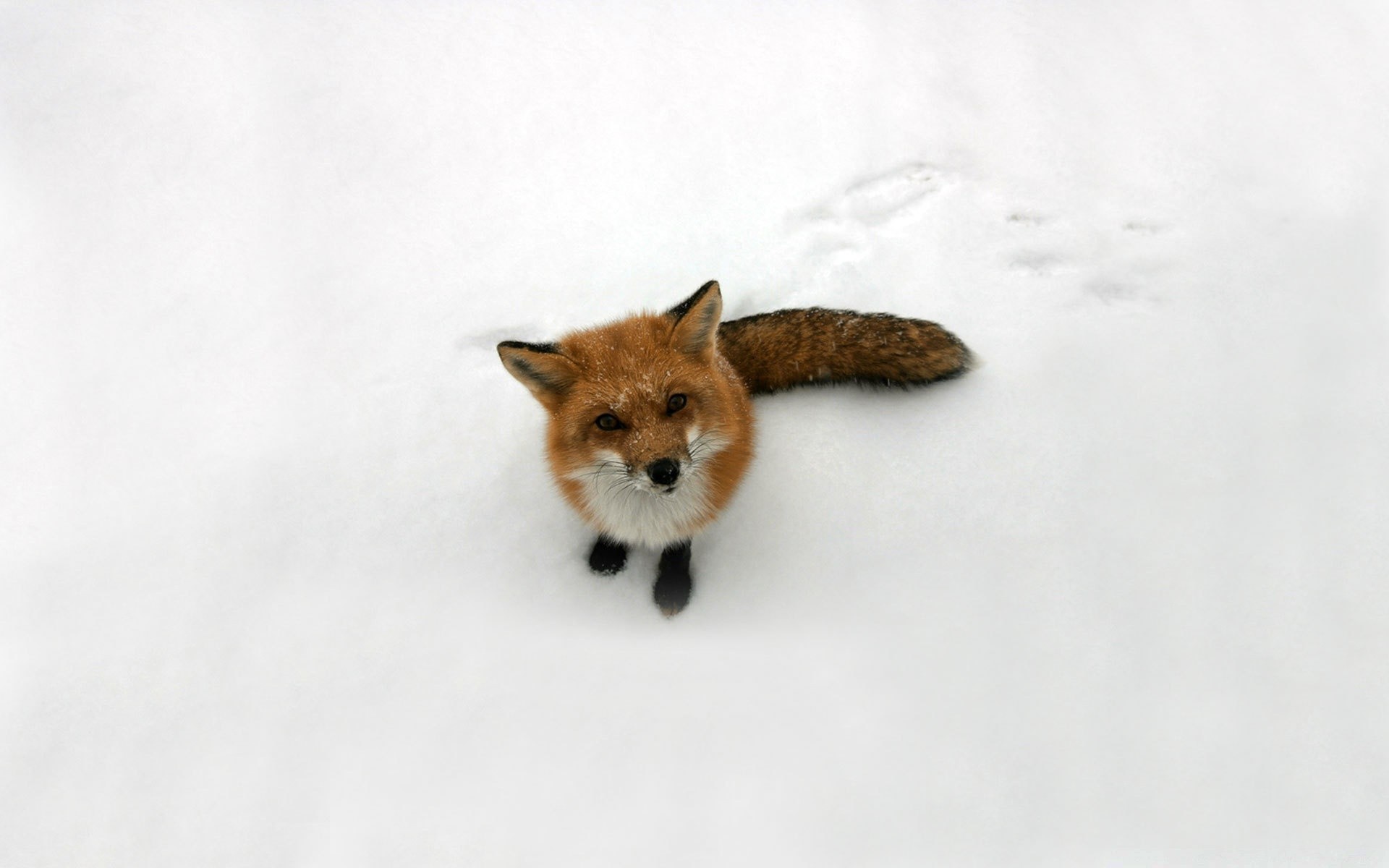 tiere säugetier niedlich ein tier katze porträt schnee wenig haustier winter fell hund