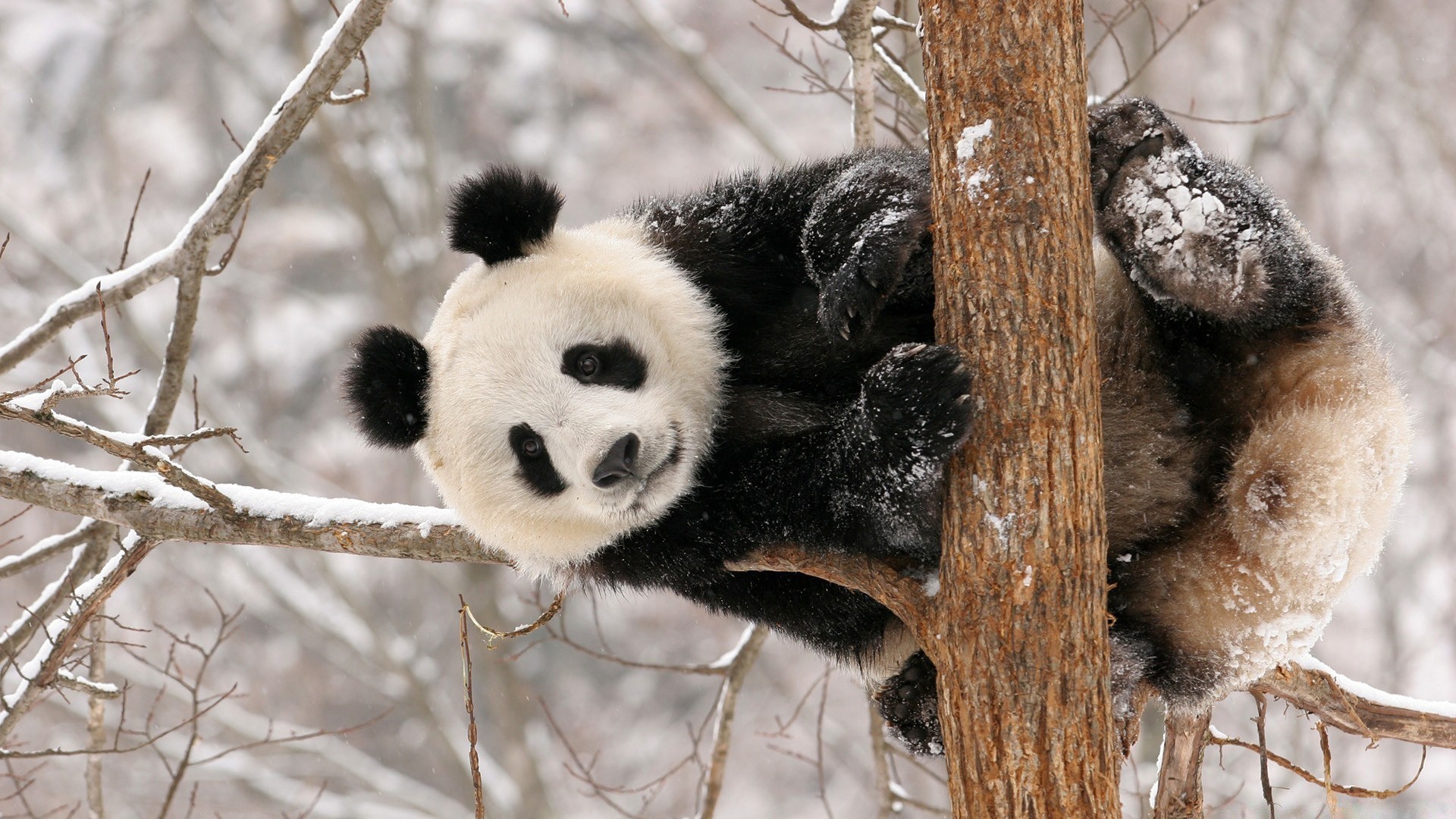 animaux hiver arbre la nature la faune animal neige mammifère bois à l extérieur froid sauvage gel mignon givré fourrure