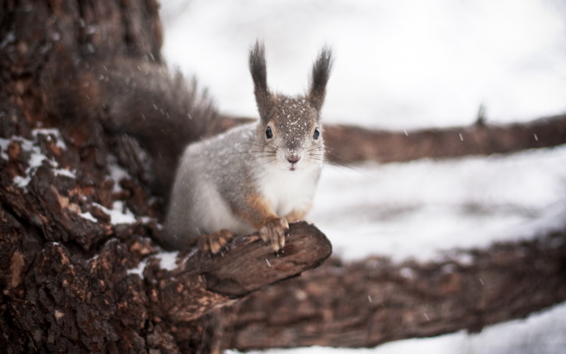 animals wildlife squirrel outdoors nature mammal rodent cute wood snow winter one tree portrait fur