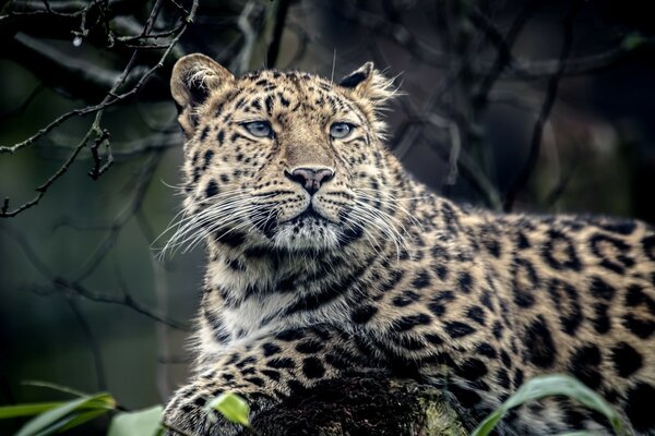 Schau dir die Anmut des Leoparden an