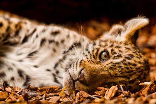 Gatto predatore sdraiato su un fianco