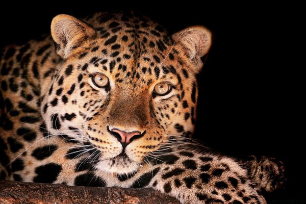 Leopard posiert für ein gutes Foto