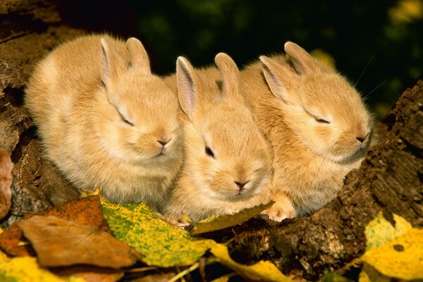 Coelhos de ouro bonito