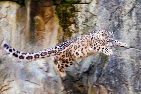 Saut mortel du léopard des neiges