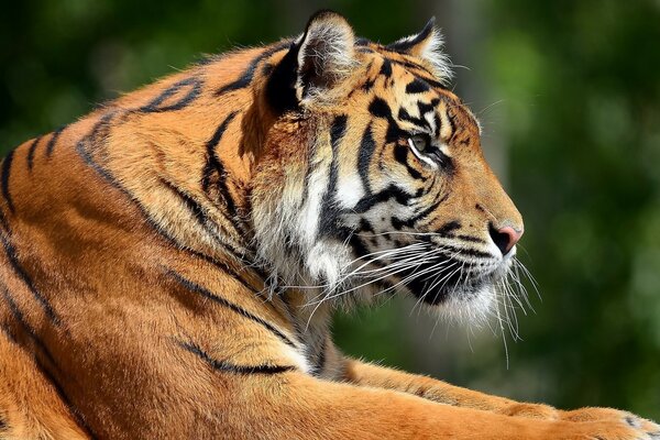 Starker Tiger im Ruhezustand