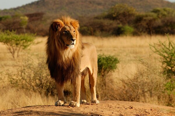 Beautiful lion in the wild