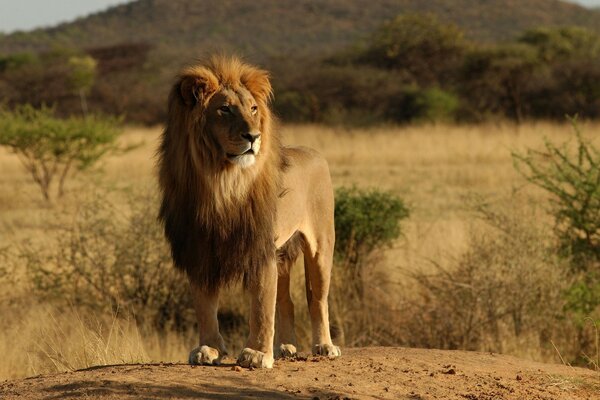 Un leone in un arirode selvaggio. Animali