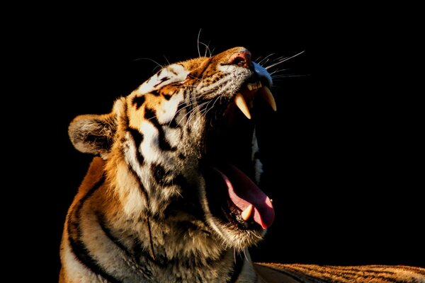 Tiger mit offenem Maul auf dunklem Hintergrund