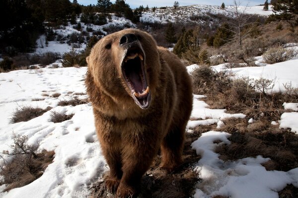 The roar of a bear in winter nature