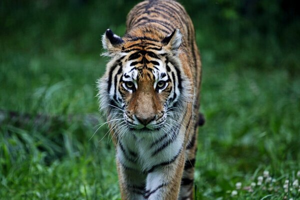 Wild striped cat in nature