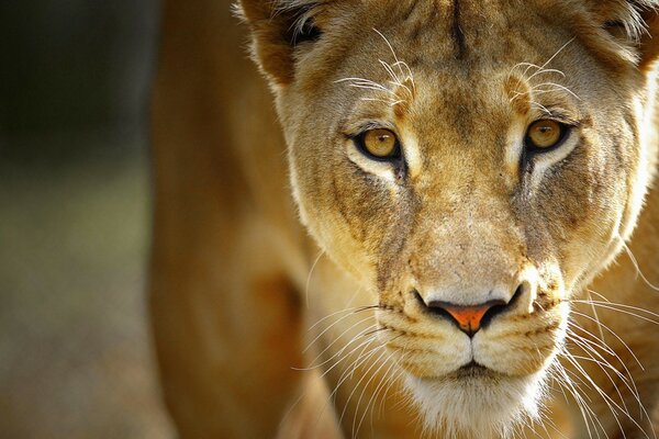 Lioness, predator in the savanna, prey