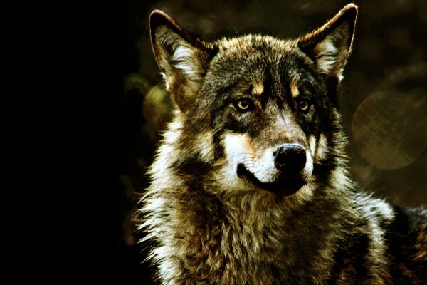 Красивое фото дикого волка