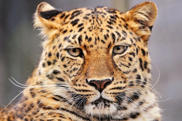 Katze in freier Wildbahn beobachtet