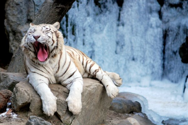 Tigre blanco en la naturaleza