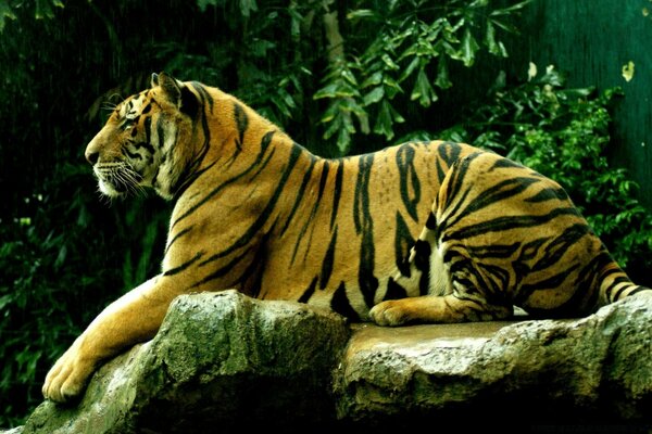 Tigre se extiende sobre piedras mojadas