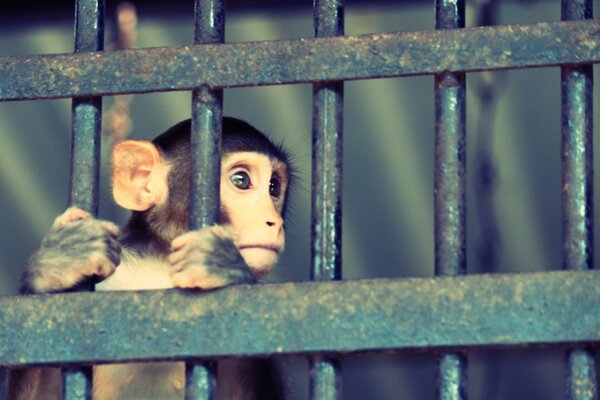 A little monkey behind bars