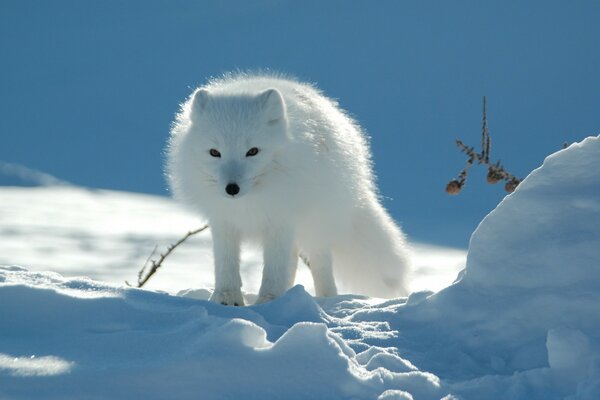 Color de la nieve del animal en invierno