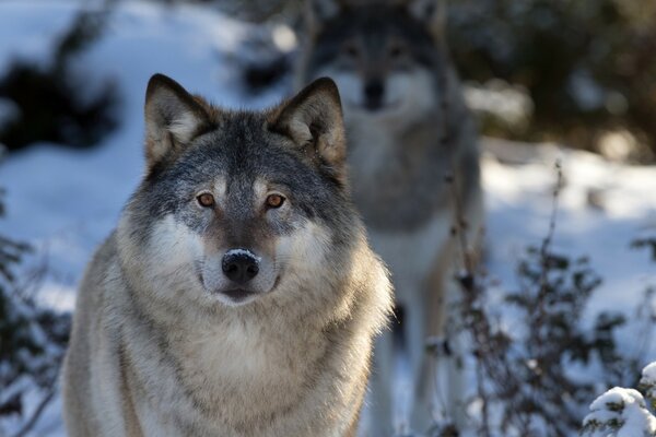 Lobo en el bosque de invierno en la caza