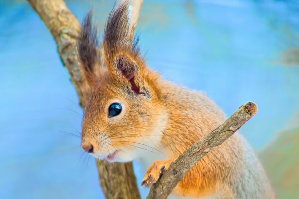 The squirrel is clearly interested in something