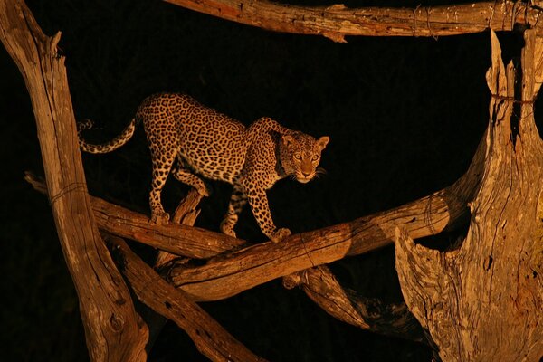 Cat on a tree in the wild