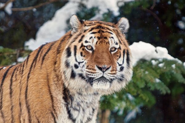 Tigre prédateur, animal de la faune