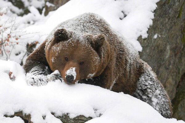 Der Bär wurde hungrig und ging im Winter auf die Jagd