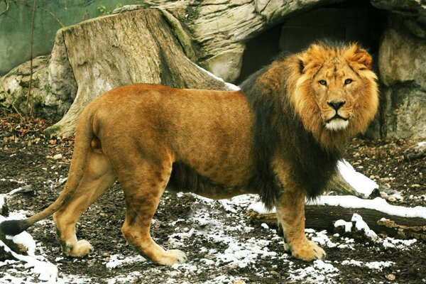 Säugetiere sind Wildtiere. Ein Löwe