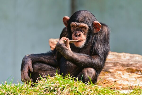 Der Affe sitzt auf dem Gras und krümmt sich