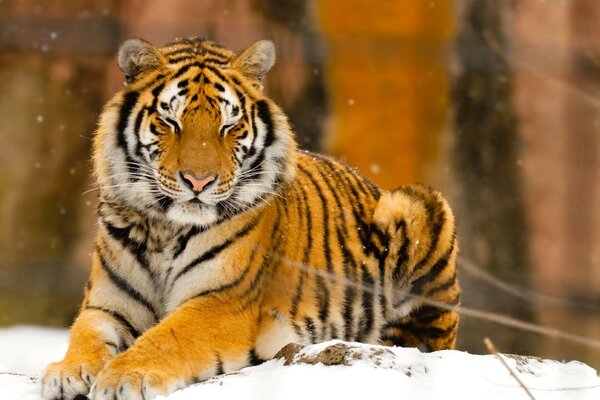 Der flauschige schöne Tiger hat sich zum Entspannen hingelegt