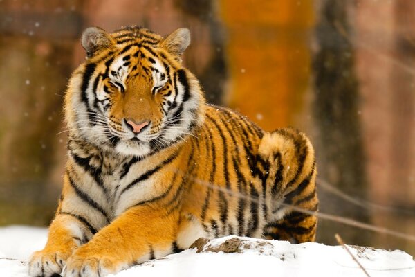 Fluffy beautiful tiger lay down to rest