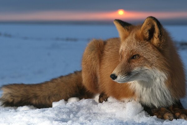 Rusé renard roux sur la neige