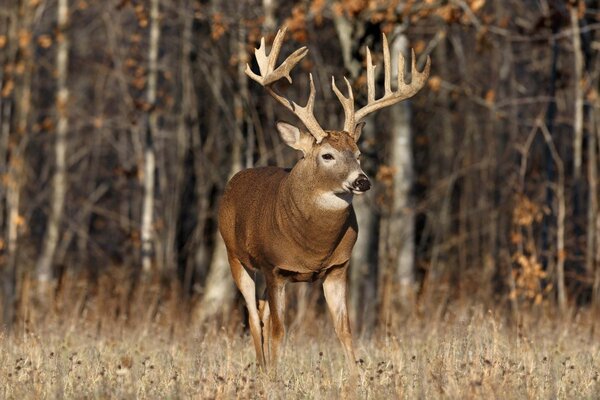 Brown deer with big horns