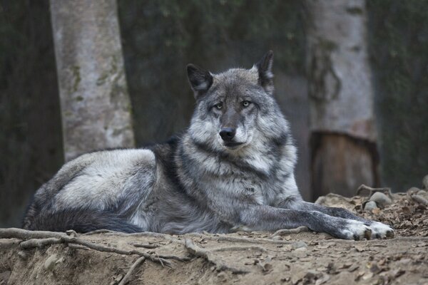 Loup gris. Habitants de la faune