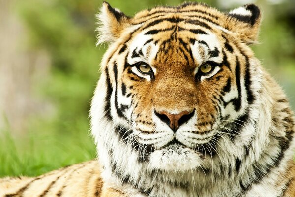 Foto de un tigre mirando a la cámara