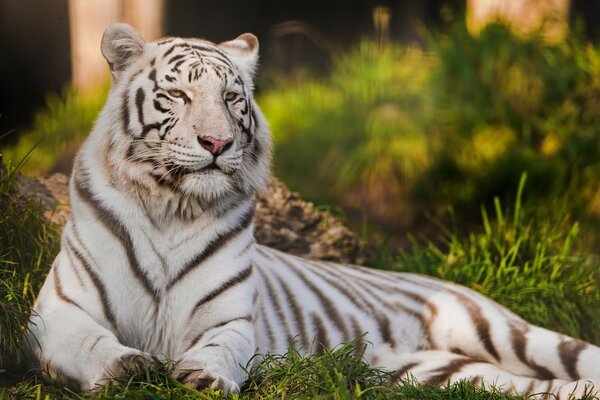 Majestic white tiger in nature