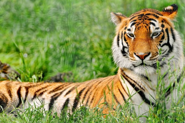 Tiger photo is a beautiful predator