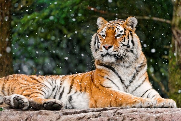 A lying tiger under falling snow flakes