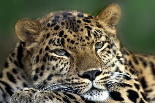 Leopard is resting after normal days