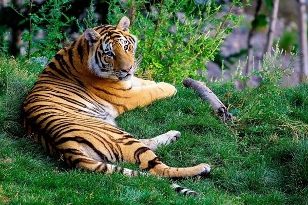 Schöne Landschaft. tiger auf grünem Gras