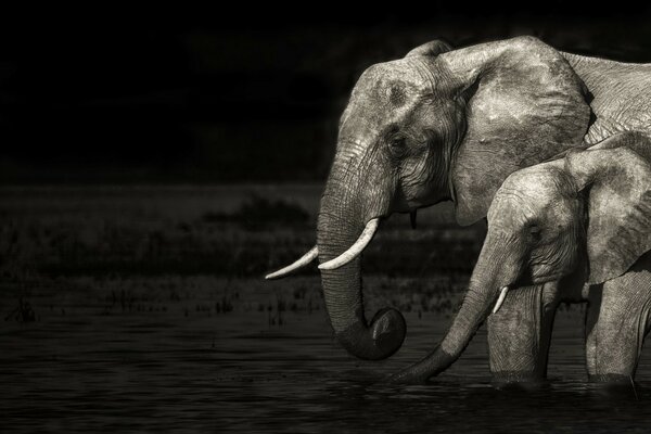 Walking elephants at night