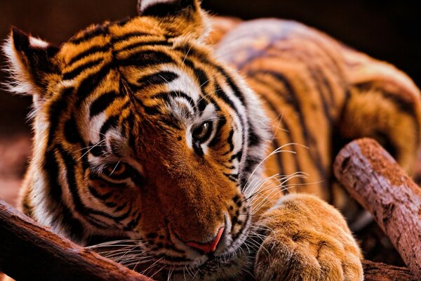 Wilde Katzen. Großer Tiger