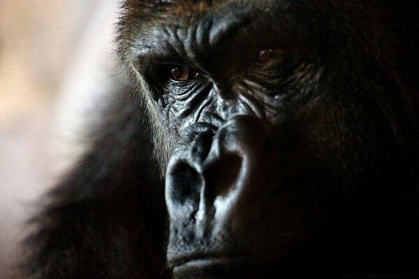 Cara de macaco. Mamífero. Fauna