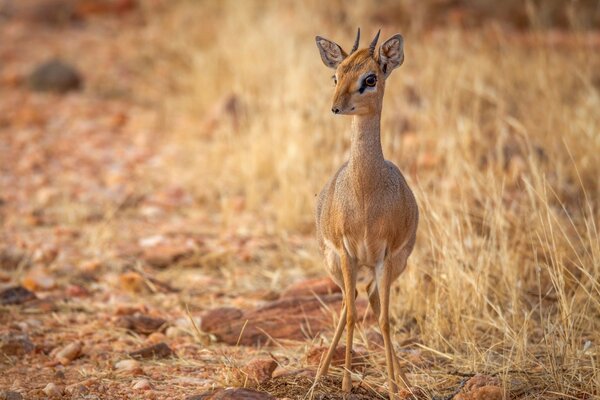 L antilope est un animal rapide dans la nature