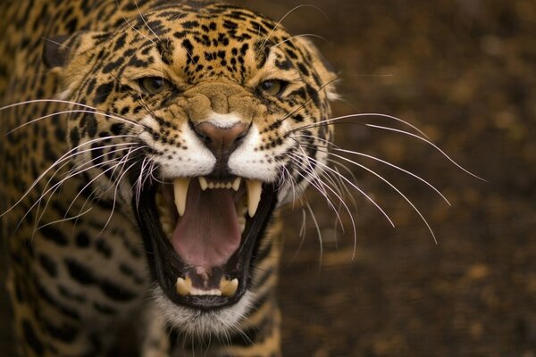 Leopar kedigiller hayvan benekli vahşi