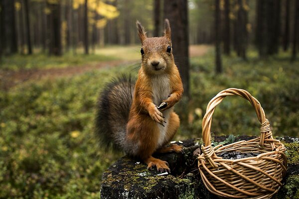 Eichhörnchen sammelt Nüsse für den kalten Winter