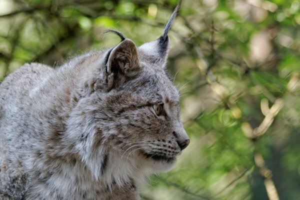 Katze Luchs unter natürlichen Bedingungen